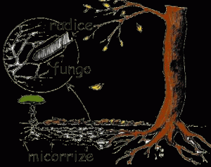 micorrizze